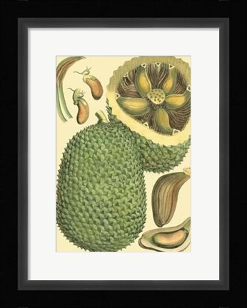 Framed Exotic Melons II Print