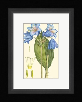 Framed Periwinkle Blooms II Print