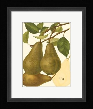 Framed Pear Varieties IV Print