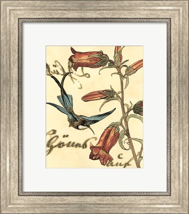 Framed Small Hummingbird Reverie I Print
