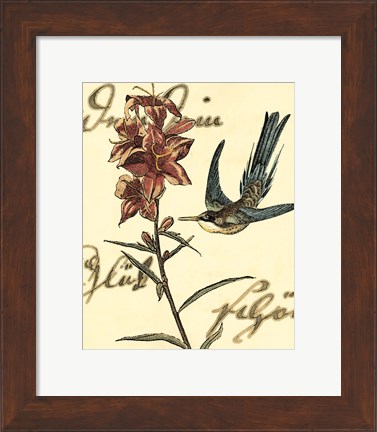 Framed Small Hummingbird Reverie IV Print