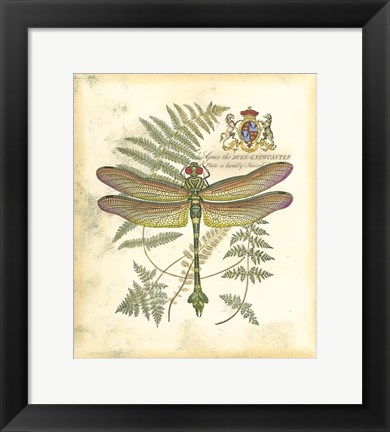 Framed Mini Regal Dragonfly III Print