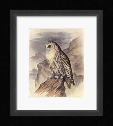 Framed Snowy Owl Print