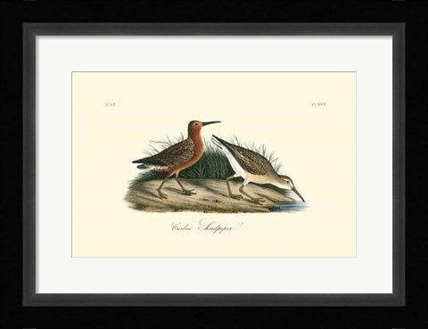 Framed Curlew Sandpiper Print