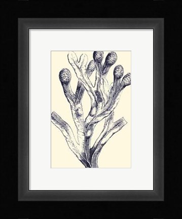 Framed Indigo Kelp II Print