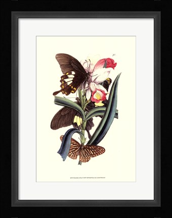 Framed Butterflies and Flora I Print