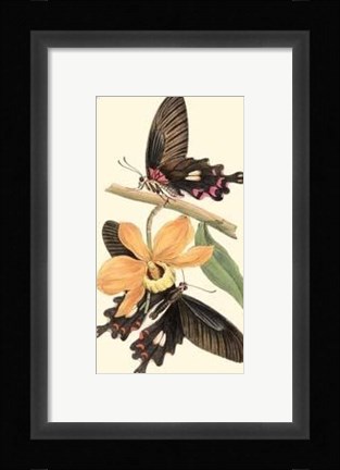 Framed Butterflies and Flora II Print