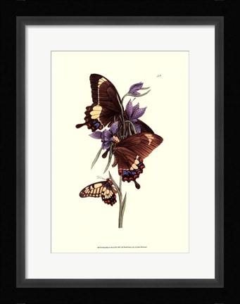 Framed Butterflies and Flora III Print