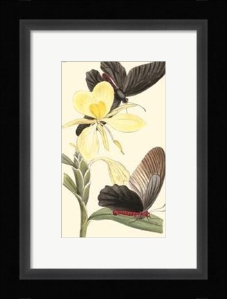 Framed Butterflies and Flora IV Print