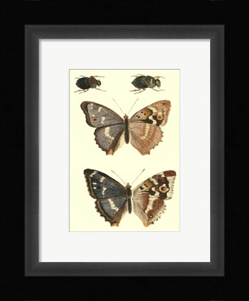 Framed Papillion IV Print