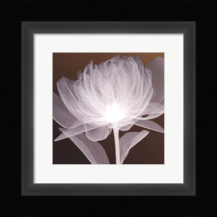 Framed Full Bloom Awakening Print
