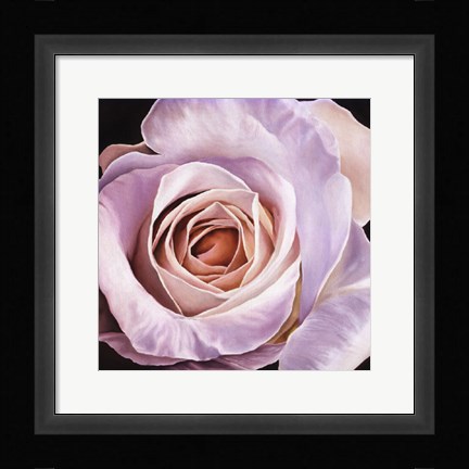 Framed White Rose At Dusk Print