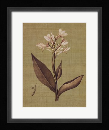 Framed Botanica Verde II Print