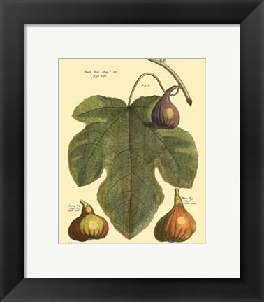 Framed Fig Leaf II Print