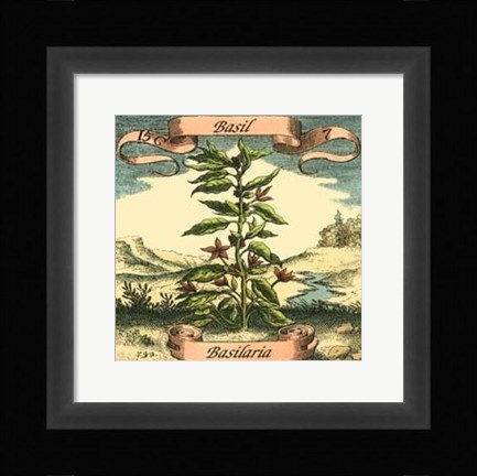 Framed Basil Print