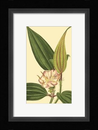 Framed Tropical Ambrosia I Print
