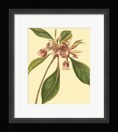 Framed Tropical Ambrosia III Print