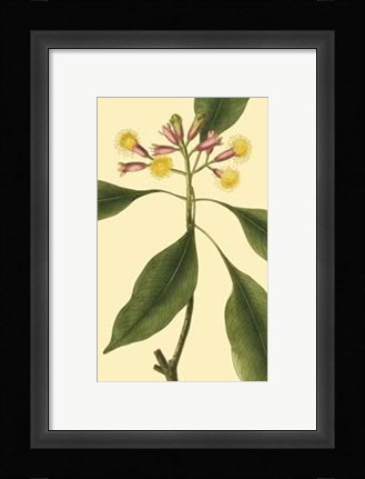 Framed Tropical Ambrosia IV Print