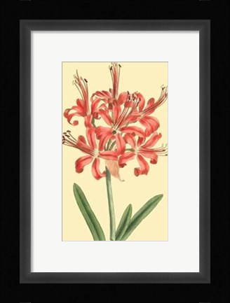 Framed Le Fleur Rouge I Print