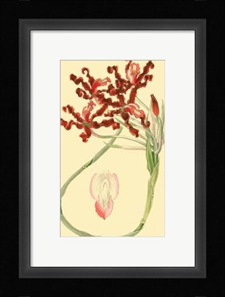 Framed Le Fleur Rouge II Print