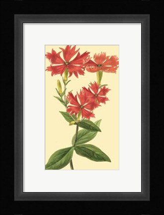 Framed Le Fleur Rouge III Print