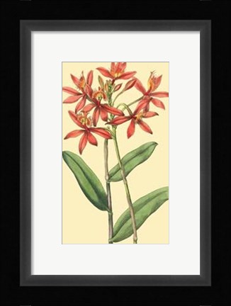 Framed Le Fleur Rouge IV Print