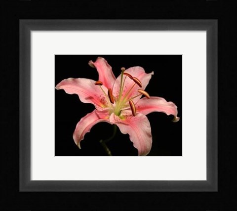 Framed Dream Lilies I Print