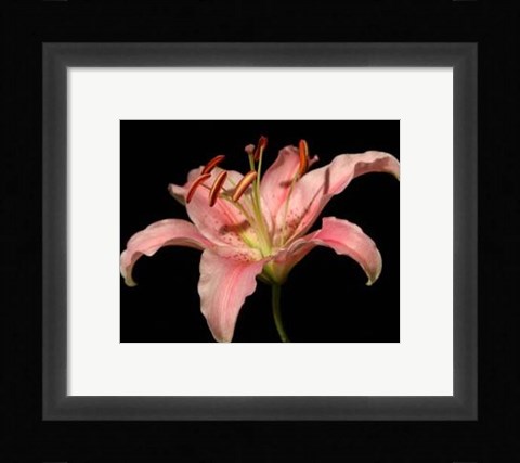 Framed Dream Lilies II Print