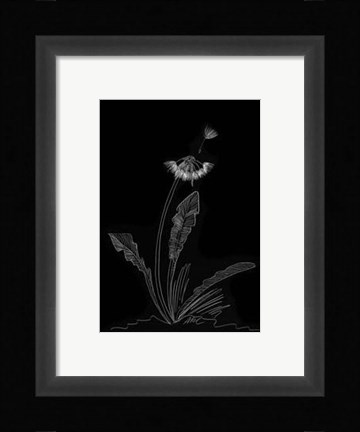Framed Dandelion Garden II Print