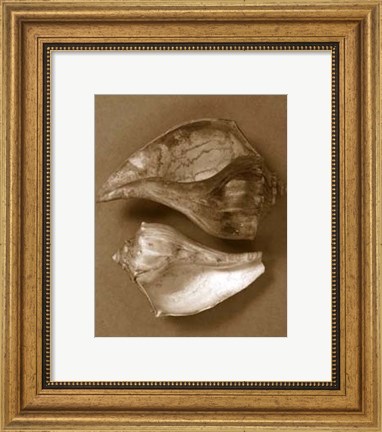 Framed Sensual Shells II Print