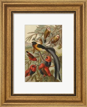 Framed Weaver Birds Print
