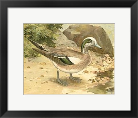 Framed Green-wing Teal Print