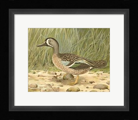Framed Blue-wing Teal Print