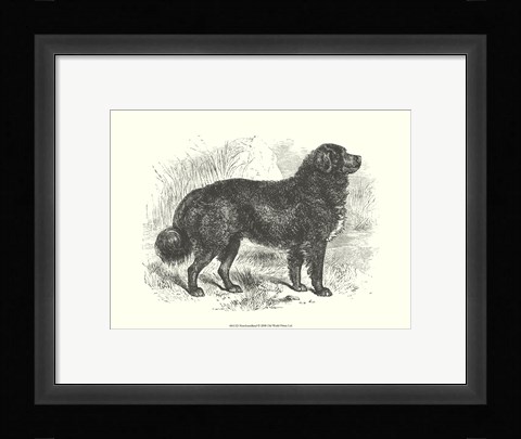 Framed Newfoundland Print