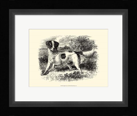 Framed English Setter Print