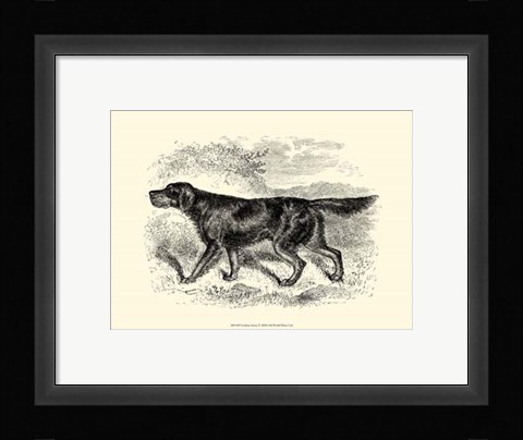 Framed Gordon Setter Print