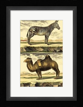 Framed Zebra and Camel Print