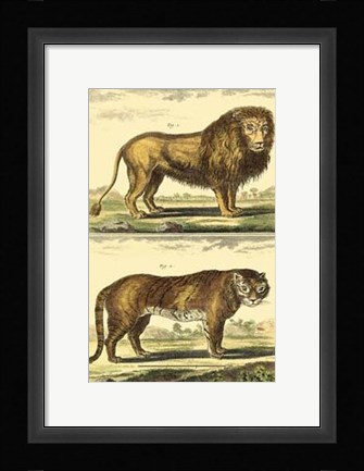 Framed Lion and Tiger Print