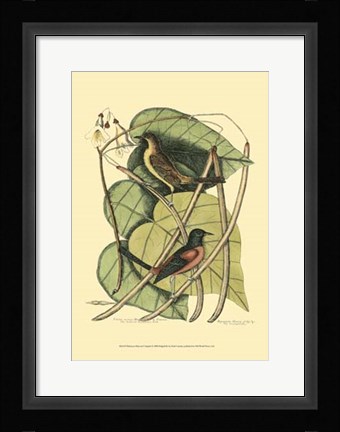 Framed Baltimore Bird and Catalpah Print