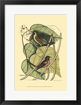 Framed Baltimore Bird and Catalpah Print