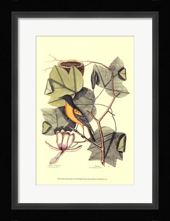 Framed Baltimore Bird and Tulip Tree Print