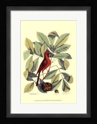 Framed Red Bird and Hiccory Tree Print