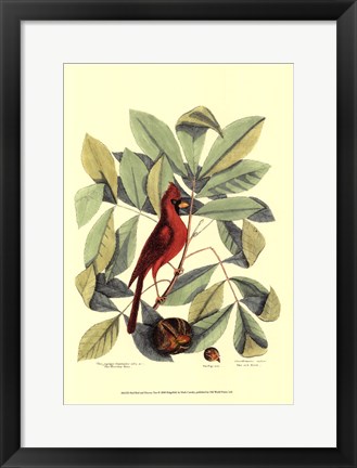Framed Red Bird and Hiccory Tree Print