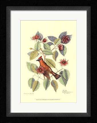 Framed Chatterer Print