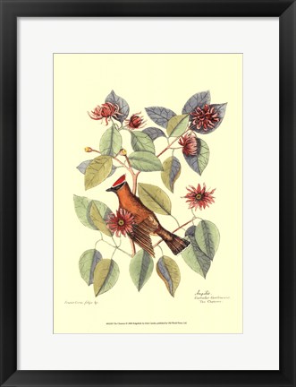 Framed Chatterer Print