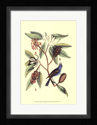 Framed Blew Grosbeak Print