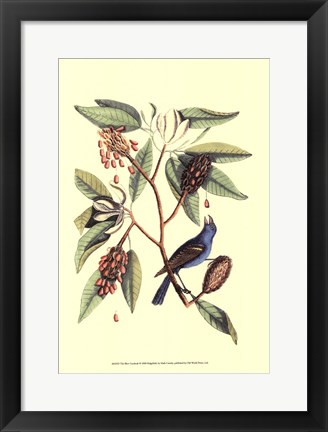 Framed Blew Grosbeak Print