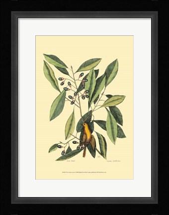 Framed Carolina Laurus Print