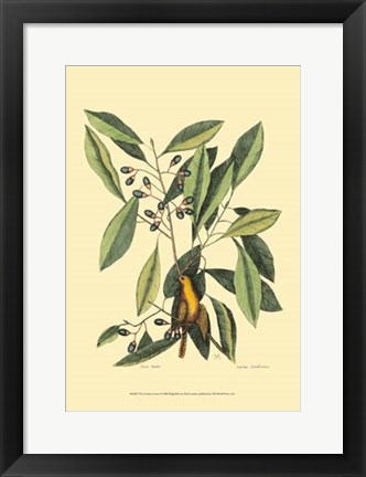 Framed Carolina Laurus Print