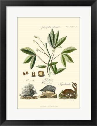 Framed Naturalist Study I Print
